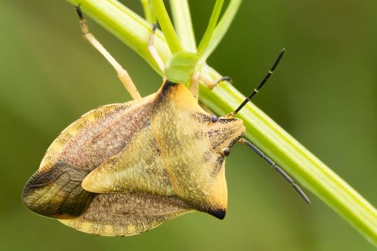 Nördliche Fruchtwanze       Carpocoris fuscispinus        ( Sachsen - Anhalt  August 2023 )