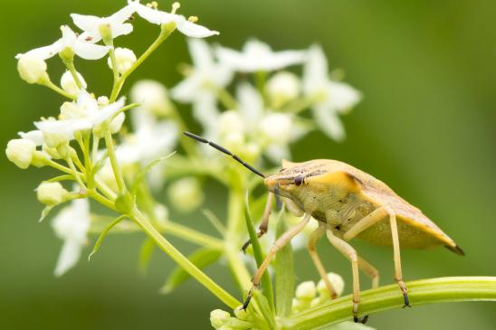 Nördliche Fruchtwanze       Carpocoris fuscispinus        ( Sachsen - Anhalt  August 2023 )