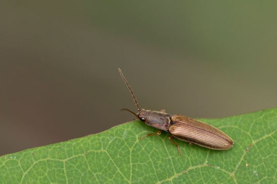 Zweifarbiger Laubschnellkäfer         Athous bicolor          ( Baden - Württemberg  Juni 2025 )