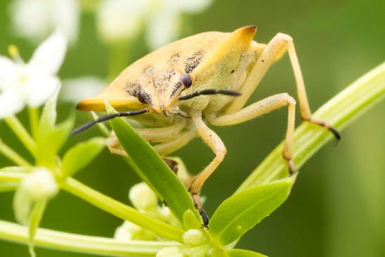 Nördliche Fruchtwanze       Carpocoris fuscispinus        ( Sachsen - Anhalt  August 2023 )