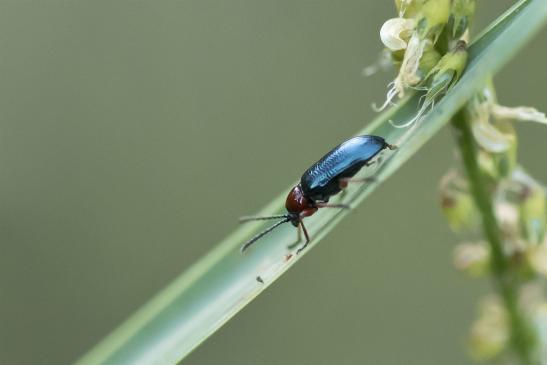 Rothalsiges Getreidehähnchen     Oulema melanopus       ( Sachsen-Anhalt Juli 2020 )