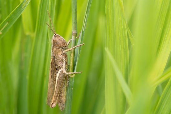 noch unbestimmt          ( Sachsen - Anhalt August 2023 ) 