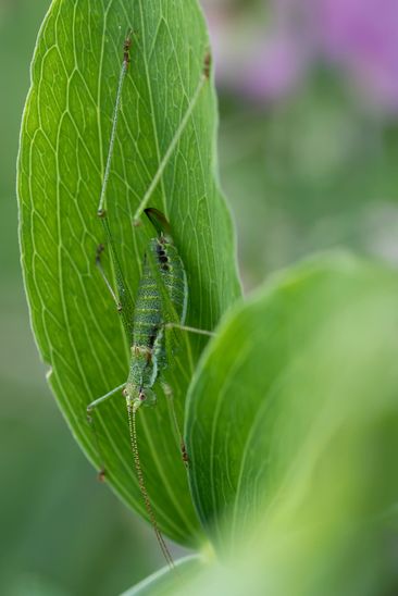 Punktierte Zartschrecke     Leptophyes punctatissima         weiblich         ( Brandenburg August 2021 )