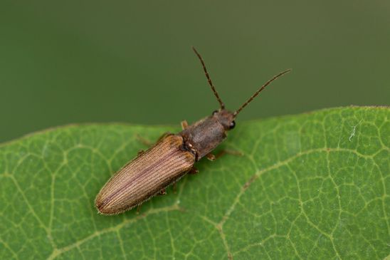 Zweifarbiger Laubschnellkäfer         Athous bicolor          ( Baden - Württemberg  Juni 2025 )