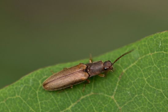 Zweifarbiger Laubschnellkäfer         Athous bicolor          ( Baden - Württemberg  Juni 2025 )
