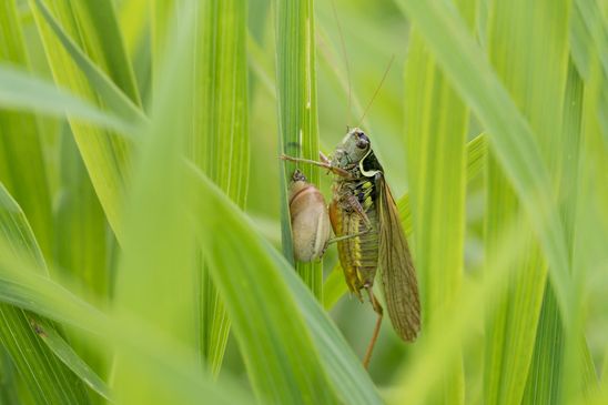 Roesels Beißschrecke       Metrioptera roeselii         ( Sachsen - Anhalt August 2023 )    
