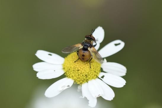 Raupenfliege       deutscher Name nicht bekannt        Gymnosoma rotundatum        ( Sachsen - Anhalt Juli 2020 ) 