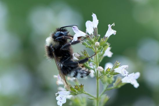 noch unbestimmt         ( Brandenburg August 2021 )