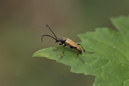 Rothalsbock     Stictoleptura rubra     männlich      ( Sachsen-Anhalt Juli 2020 )