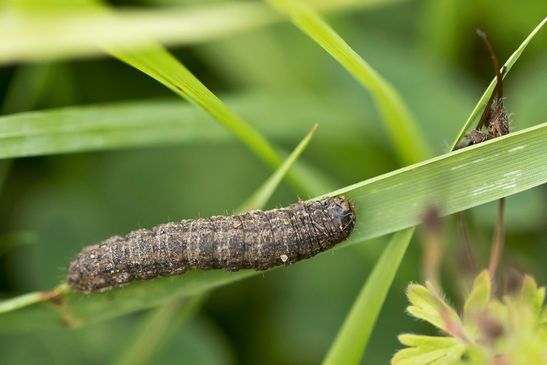   noch unbestimmt        eventuell Raupe der Gemeinen Graseule Agrotis exclamationis ??? ( Sachsen-Anhalt August 2023 ) 