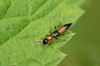 Uferkurzfluegler Paederus littoralis