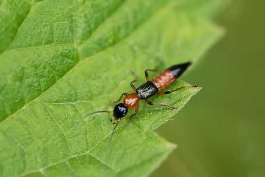 Uferkurzflügler        Paederus  littoralis       (  Baden - Württemberg  Juni 2025 )