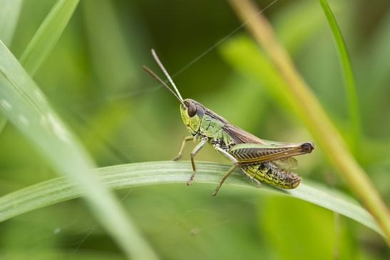 noch unbestimmt          ( Sachsen - Anhalt August 2023 ) 