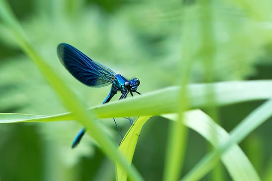 Gebänderte Prachtlibelle    Calopteryx splendens        männlich           ( Sachsen-Anhalt Juni 2026 )  
