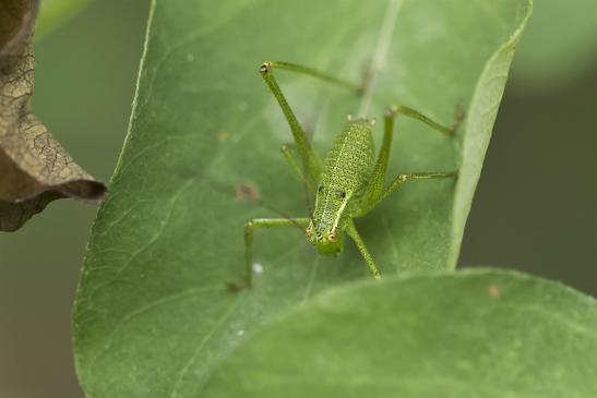 Punktierte Zartschrecke ???    Leptophyes punctatissima    ( männliche Larve )     ( Sachsen-Anhalt Juli 2020 )
