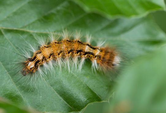 noch unbestimmt         ( Baden Württemberg   Juni 2025 )