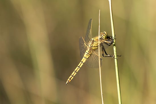 Großer Blaupfeil         Orthetrum cancellatum        weiblich           ( Sachsen-Anhalt August 2026 ) 