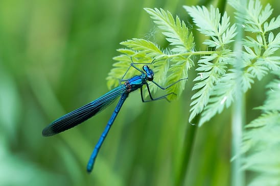 Gebänderte Prachtlibelle    Calopteryx splendens       männlich           ( Sachsen-Anhalt Juni 2026 )  