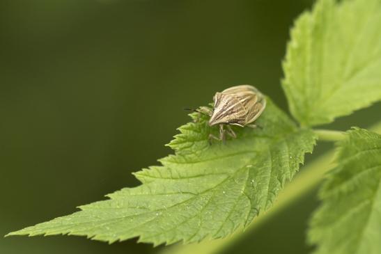 Spitzling      Aelia acuminata        ( Sachsen-Anhalt Juli 2020 )     