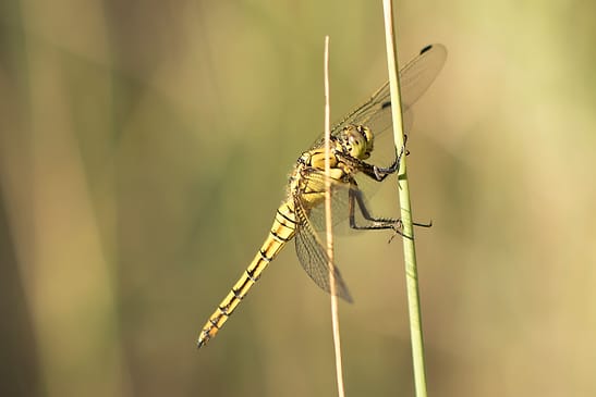 Großer Blaupfeil         Orthetrum cancellatum        weiblich           ( Sachsen-Anhalt August 2026 ) 