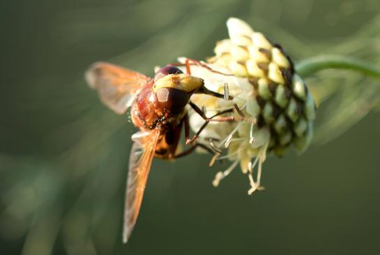 Hornissenschwebfliege      Volucella zonaria      ( Sachsen - Anhalt September 2021 )