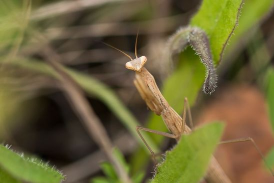  Insekt des Jahres 2017        Gemeine Gottesanbeterin     Mantis religiosa         ( Sachsen - Anhalt  August 2023 ) 