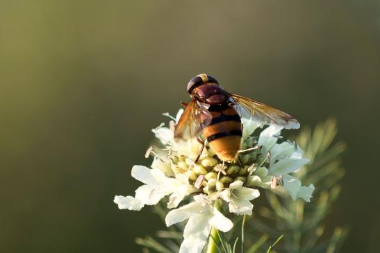 Hornissenschwebfliege      Volucella zonaria      ( Sachsen - Anhalt September 2021 )