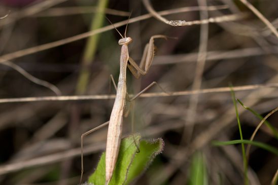  Insekt des Jahres 2017        Gemeine Gottesanbeterin     Mantis religiosa         ( Sachsen - Anhalt  August 2023 ) 