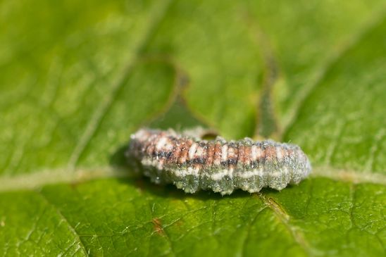 Larve einer Schwebfliege, welche weiß ich noch nicht            ( Baden - Württemberg  Juni 2025 )