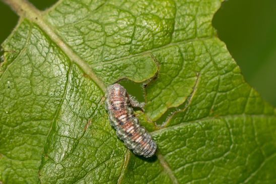 Larve einer Schwebfliege, welche weiß ich noch nicht            ( Baden - Württemberg  Juni 2025 )