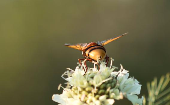 Hornissenschwebfliege      Volucella zonaria      ( Sachsen - Anhalt September 2021 )