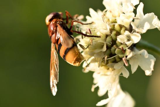 Hornissenschwebfliege      Volucella zonaria      ( Sachsen - Anhalt September 2021 )