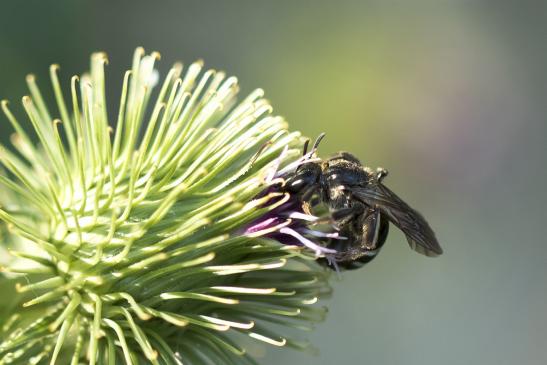 vermutlich       Schmalbiene       ev. Lasioglossum costulatum       ( Sachsen-Anhalt Juli 2020 )