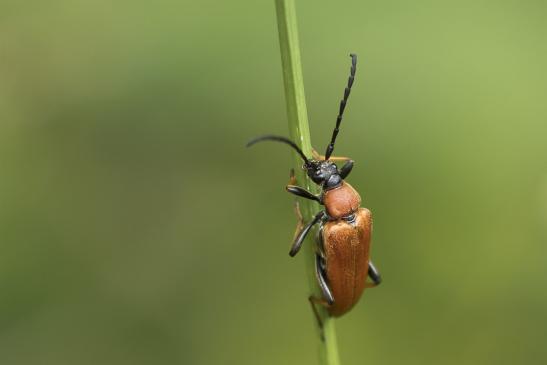 Rothalsbock     Stictoleptura rubra     weiblich     ( Sachsen-Anhalt Juli 2020 )