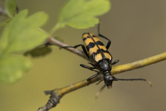  Vierbindiger Schmalbock     Leptura quadrifasciata      ( Sachsen-Anhalt Juli 2020 )