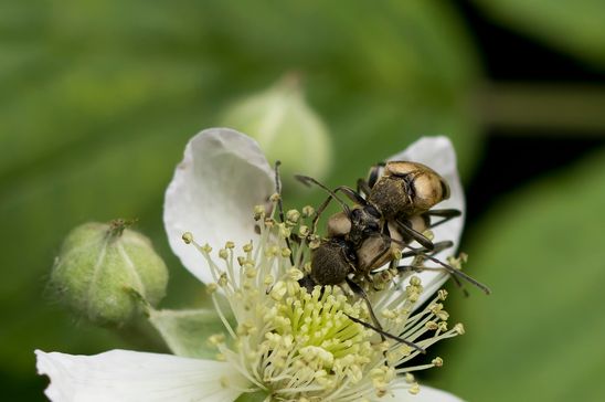 Gefleckter Blütenbock         Pachytodes cerambyciformis          ( Baden - Württemberg Juni 2025 )