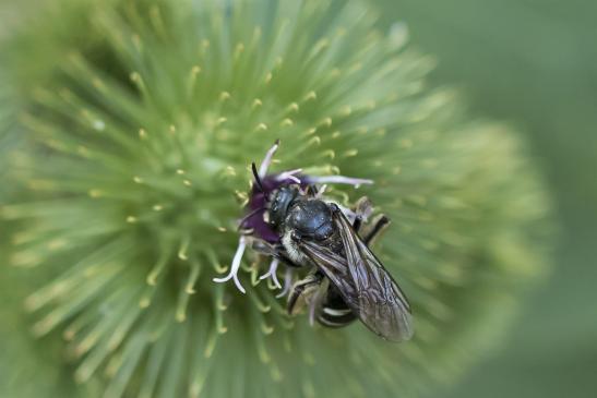 vermutlich       Schmalbiene       ev. Lasioglossum costulatum       ( Sachsen-Anhalt Juli 2020 )