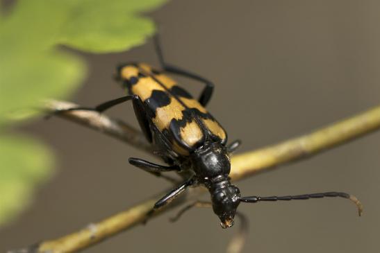  Vierbindiger Schmalbock     Leptura quadrifasciata    ( Sachsen-Anhalt Juli 2020 )