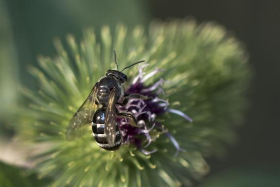 vermutlich       Schmalbiene       ev. Lasioglossum costulatum       ( Sachsen-Anhalt Juli 2020 )