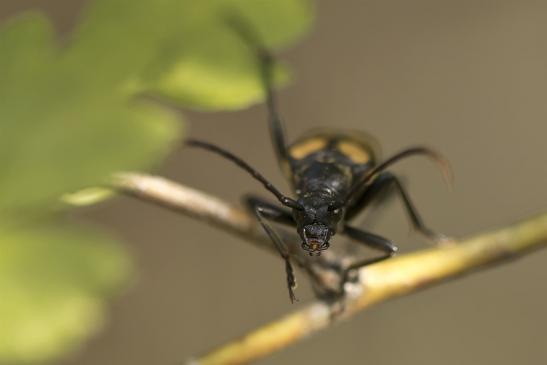  Vierbindiger Schmalbock     Leptura quadrifasciata    ( Sachsen-Anhalt Juli 2020 )