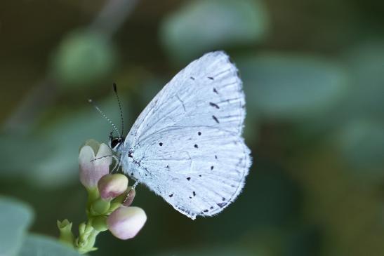 Faulbaumbläuling       Celastrina argiolus       ( Sachsen-Anhalt Juli 2020 )