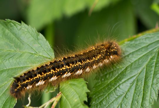 Grasglucke /  Trinkerin         Euthrix potatoria       ( Baden Württemberg   Juni 2025 )
