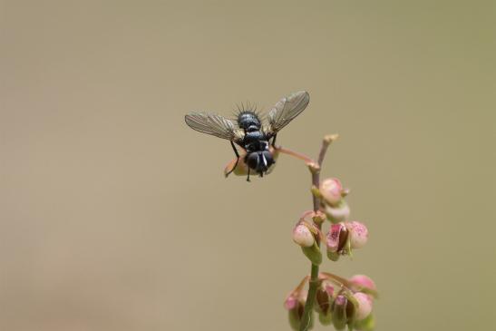 Erdwanzenfliege      Phania funesta       ( Sachsen-Anhalt Juli 2020 )          