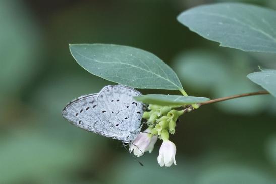 Faulbaumbläuling       Celastrina argiolus       ( Sachsen-Anhalt Juli 2020 )