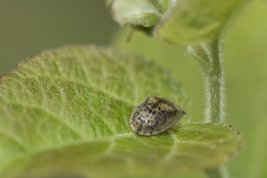 Nebliger Schildkäfer     Cassida nebulosa      ( Sachsen-Anhalt Juli 2020 )