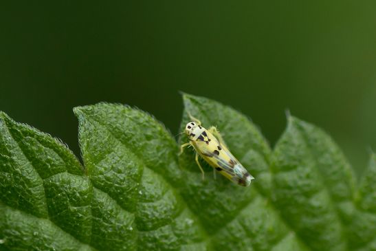 Gold - Blattzikade        Eupteryx aurata       ( Sachsen - Anhalt  August  2023 )