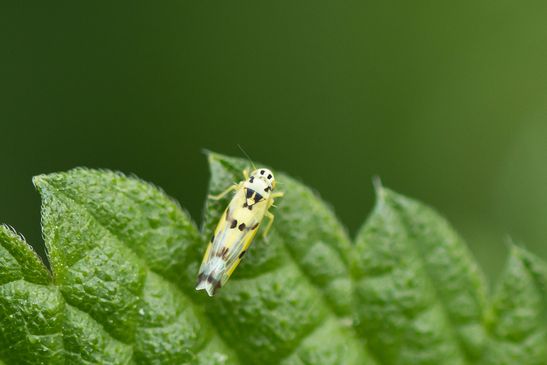 Gold - Blattzikade        Eupteryx aurata       ( Sachsen - Anhalt  August  2023 )