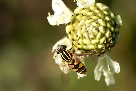 Gemeine Sumpfschwebfliege  / Gemeine Sonnenschwebfliege       Helophilus pendulus ( Sachsen - Anhalt September 2021 ) 