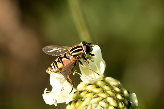 Gemeine Sumpfschwebfliege  / Gemeine Sonnenschwebfliege       Helophilus pendulus   ( Sachsen - Anhalt September 2021 )