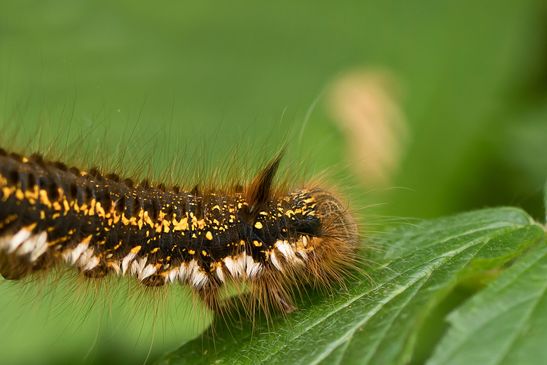 Grasglucke /  Trinkerin         Euthrix potatoria       ( Baden Württemberg   Juni 2025 )